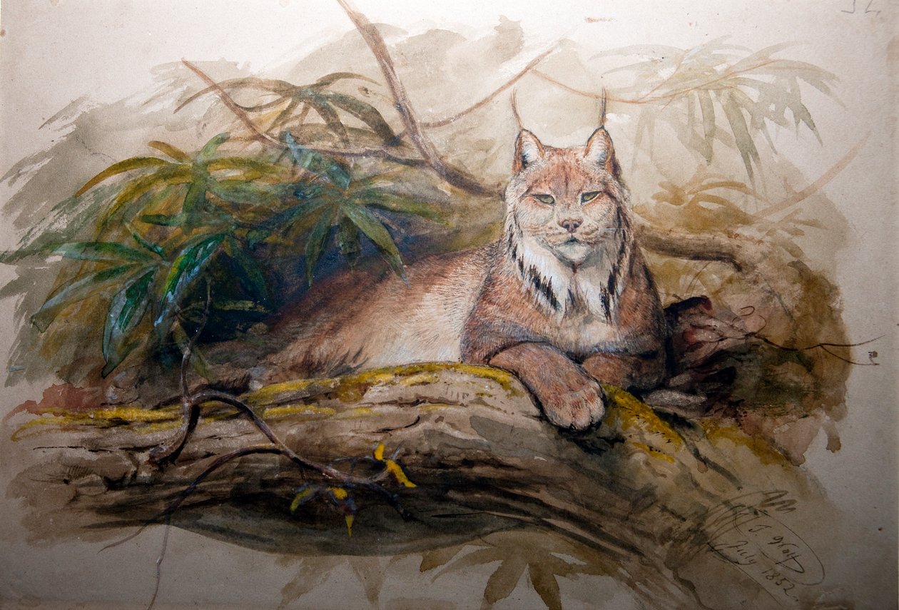 A kanadai hiúz (Felis canadensis), 1852 alkotó: Joseph Wolf