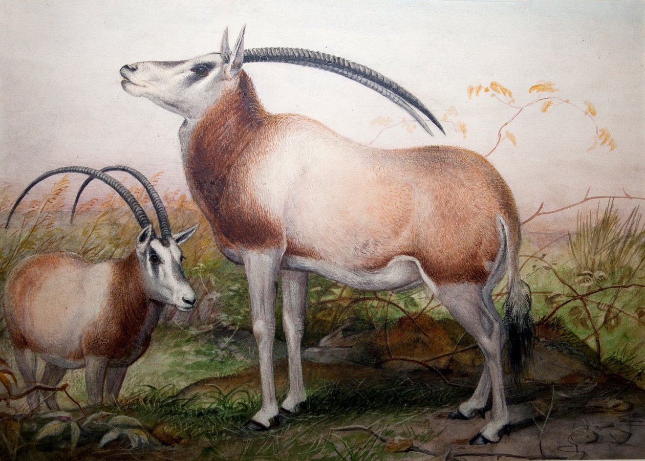 A Leucoryx antilop, Oryx Leucoryx, 1850 körül alkotó: Joseph Wolf