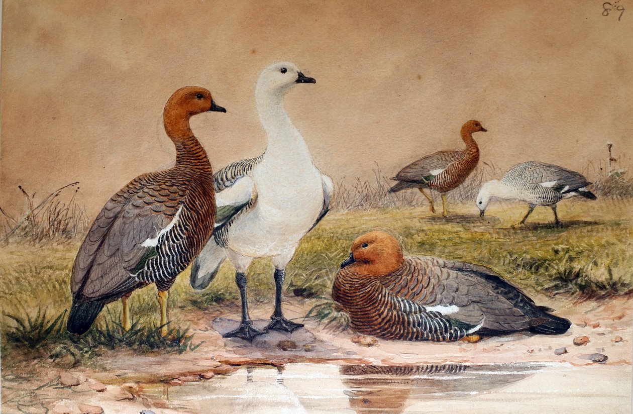 Felvidéki lúd (Bernicla magellanica), 1852-54 alkotó: Joseph Wolf