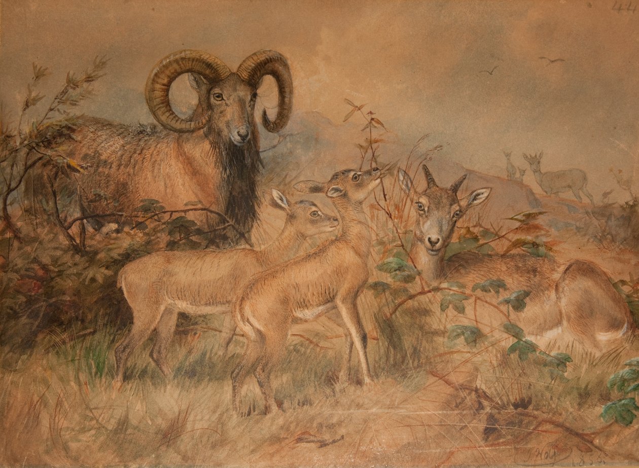 Vigne vad báránya, 1858 alkotó: Joseph Wolf