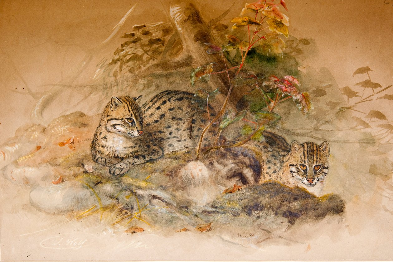 Wagati Cat, 1851-69 alkotó: Joseph Wolf