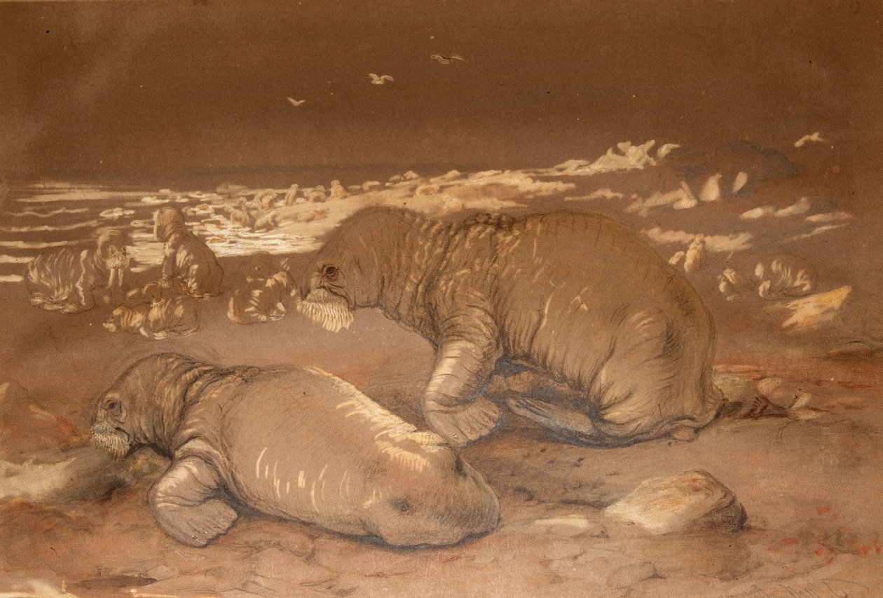 Rozmár - Tricherchus rosmarus alkotó: Joseph Wolf