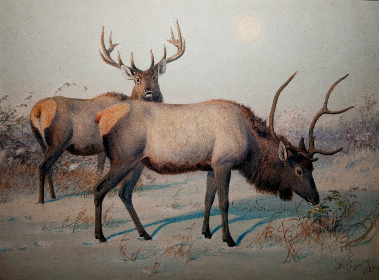 Wapiti, 1850 körül alkotó: Joseph Wolf