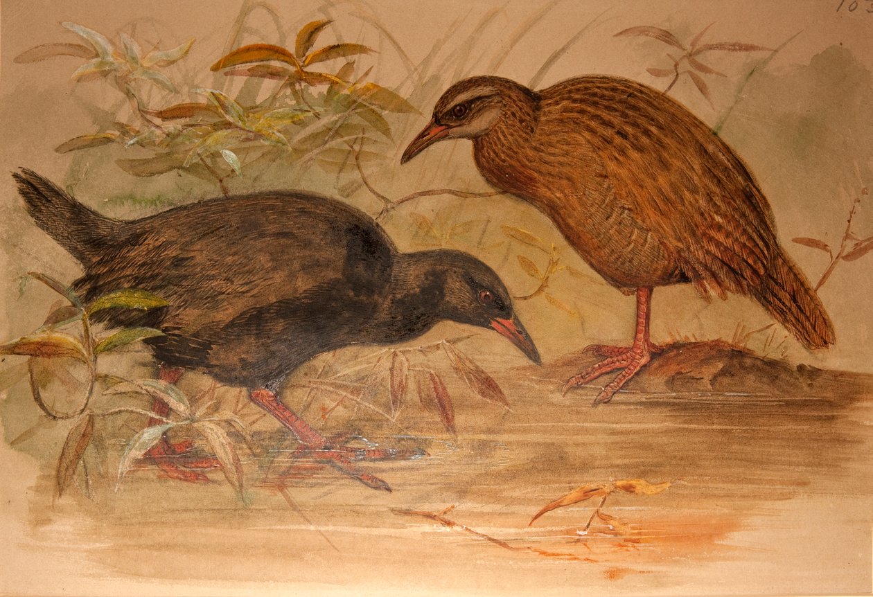 Weka rail (Ocydromus australis), 1851-76 körül (wc és ceruza, papír) alkotó: Joseph Wolf
