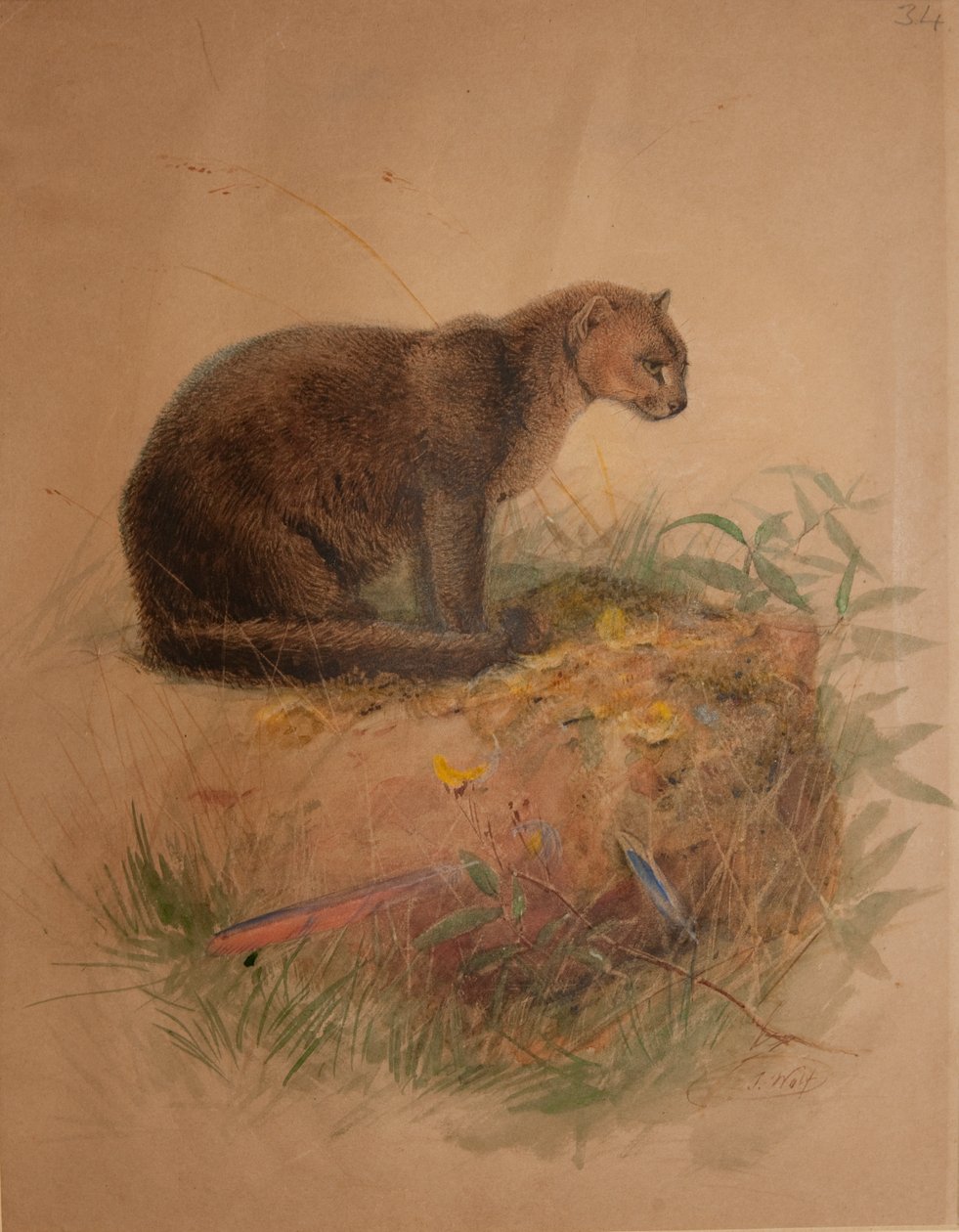 Yaguarundi macska (Felis yaguarundi) alkotó: Joseph Wolf