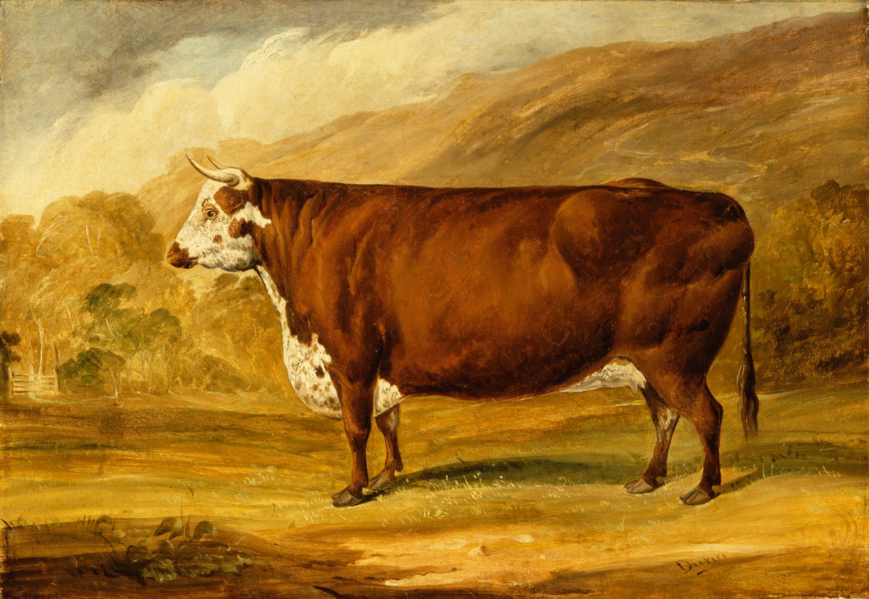 Egy Hereford Bull (olaj, vászon) alkotó: Joseph Dunn