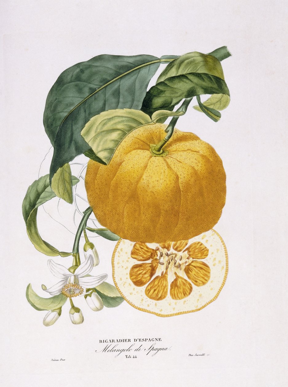 A narancsfák természetrajza, 1818-20 alkotó: Joseph Antoine Risso