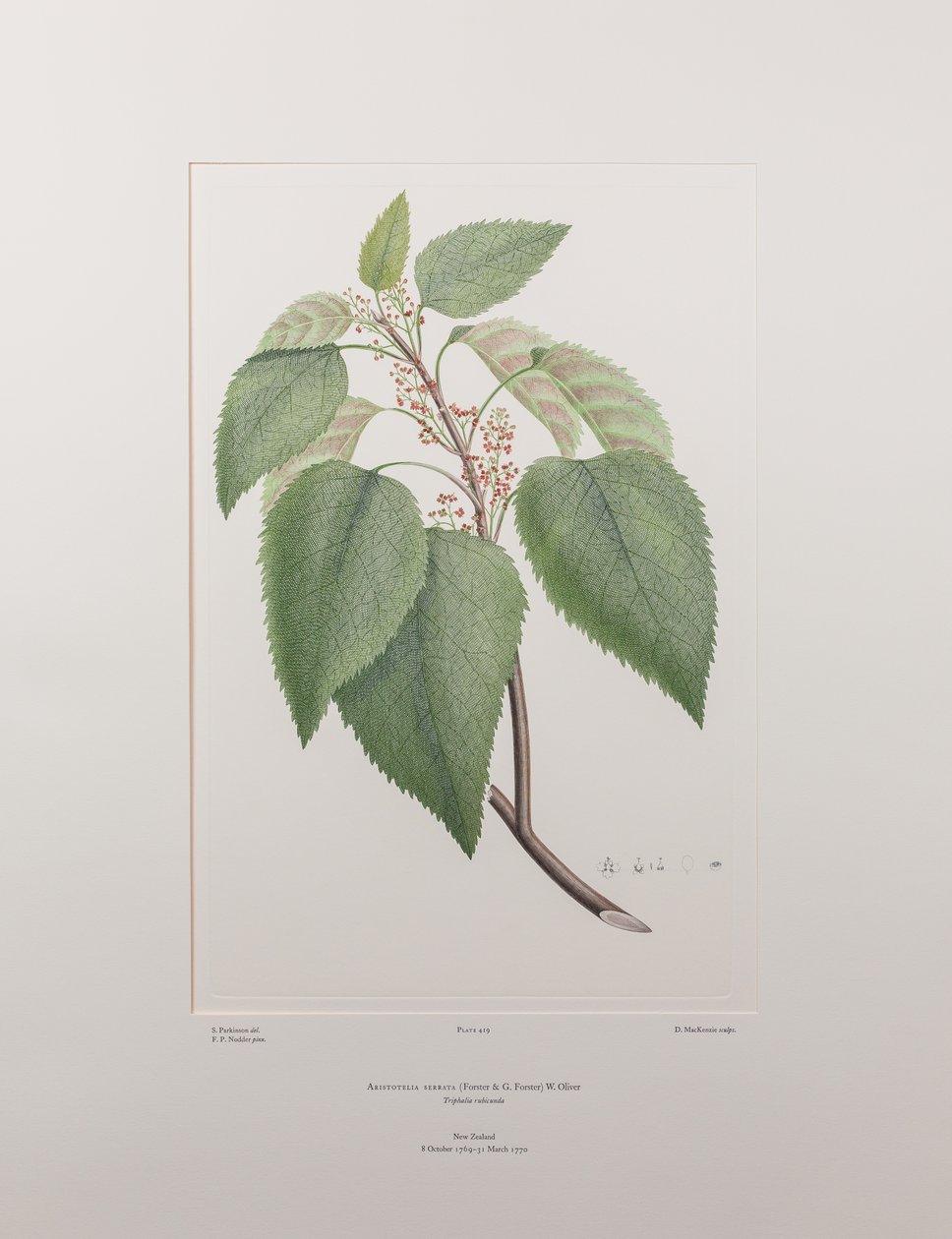 Aristotelia serrata (Elaeocarpaceae) – 419. tábla, Banks
