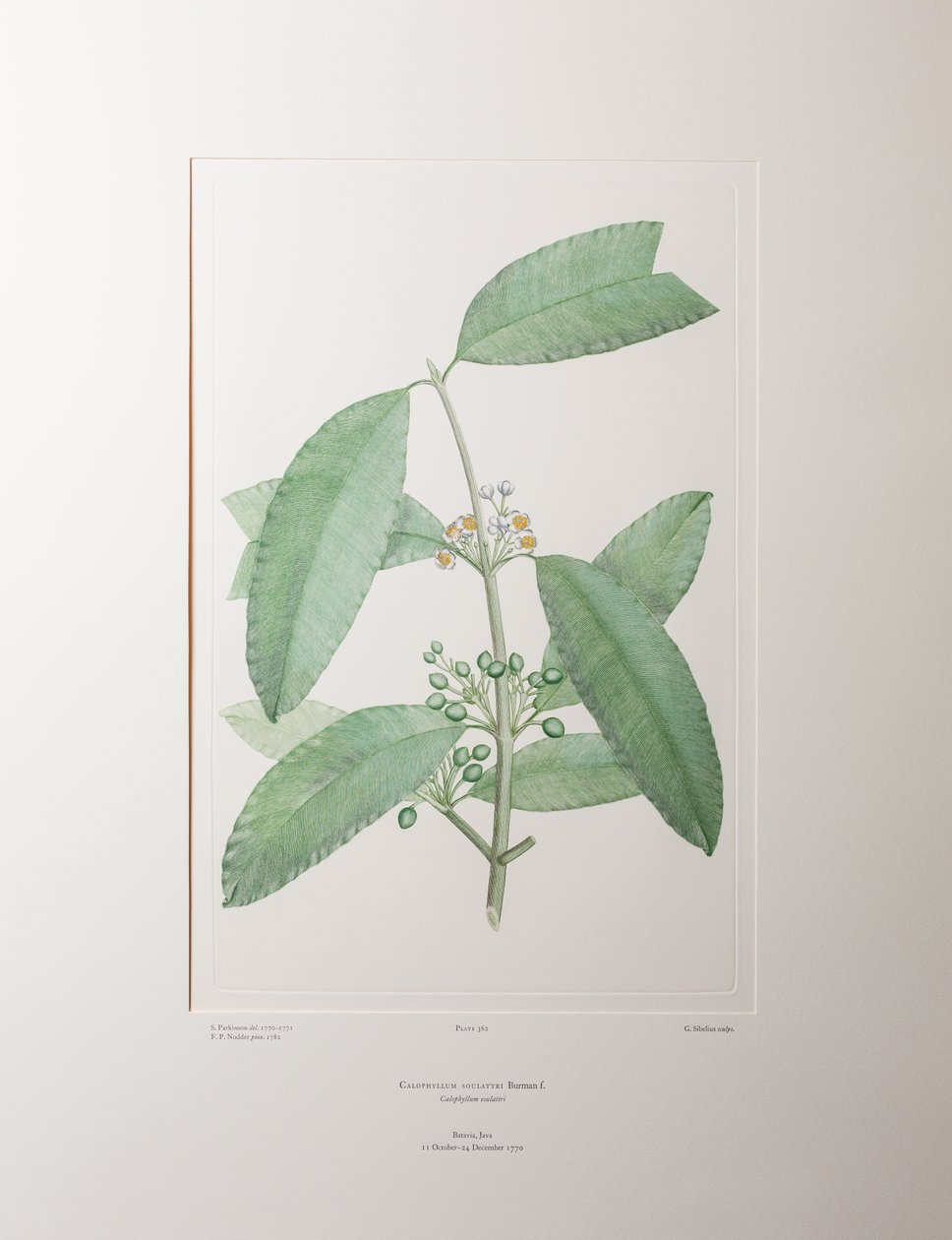 Calophyllum soulattri (Guttiferae) – 362. tábla, Banks