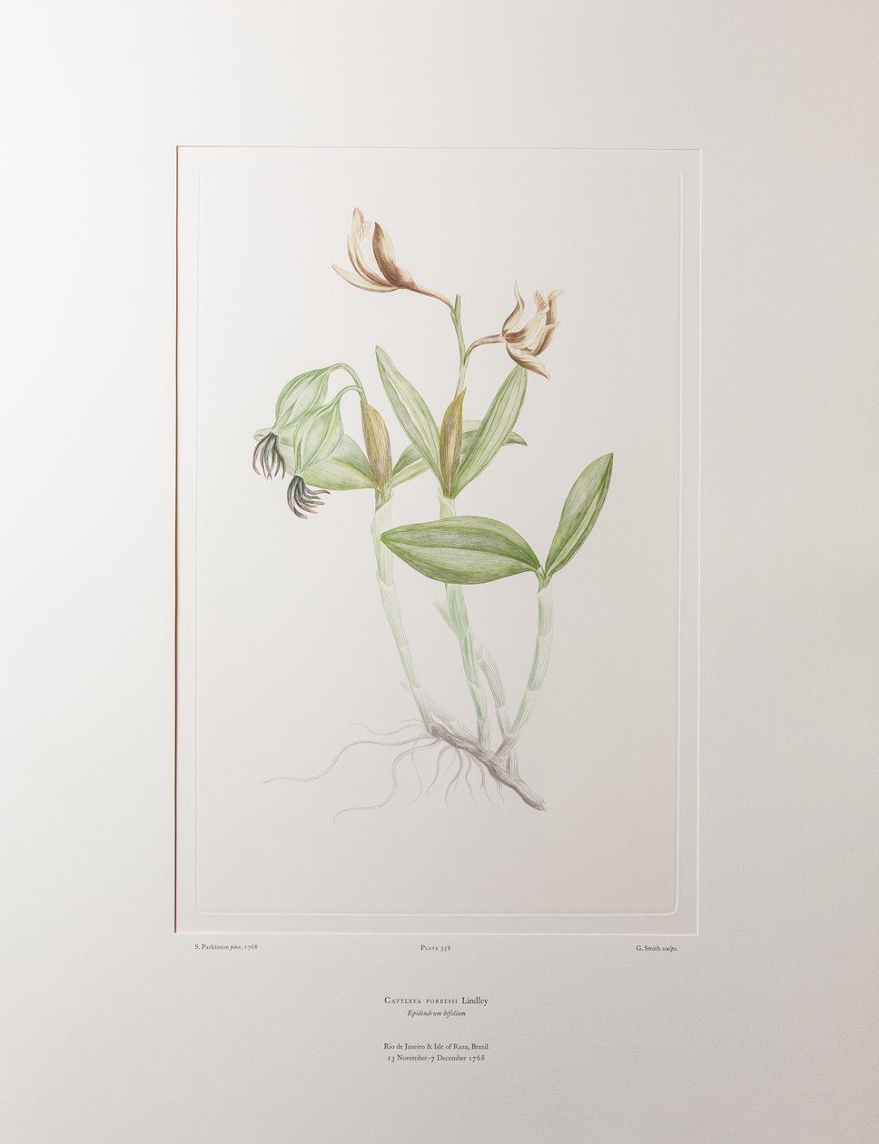 Cattleya forbesii (Orchidaceae) – 358. tábla, Banks