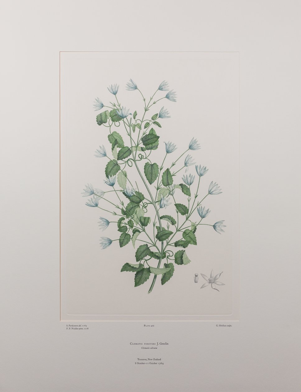 Clematis forsteri (Ranunculaceae) – 402. tábla, Banks