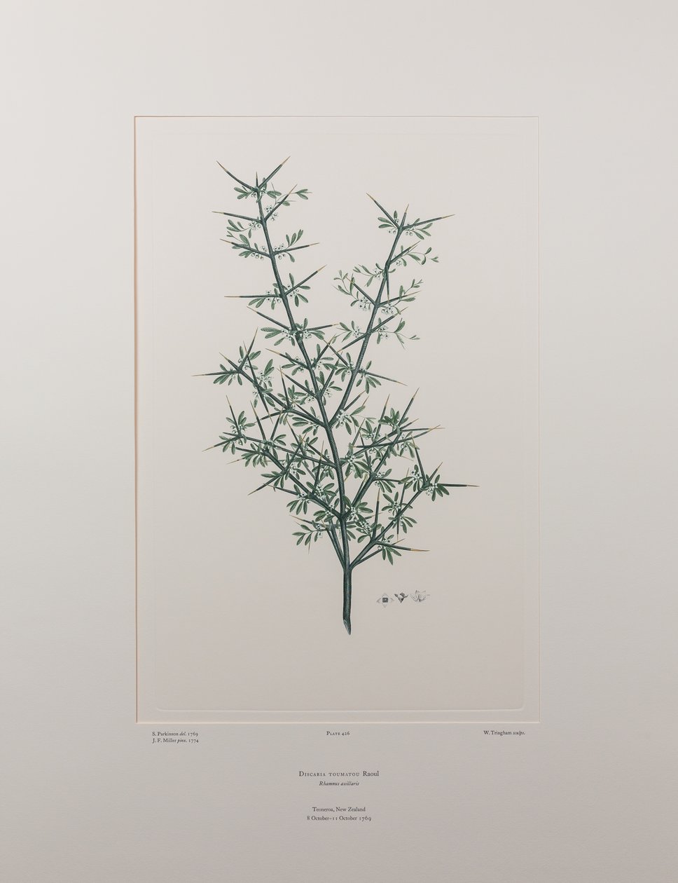 Discaria toumatou (Rhamnaceae) – 426. tábla, Banks