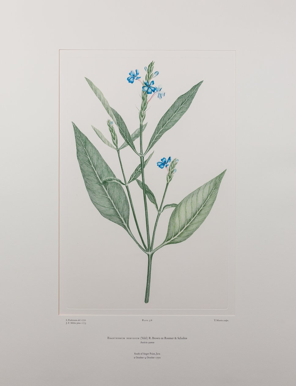 Eranthemum nervosa (Acanthaceae) - 378. tábla, Banks