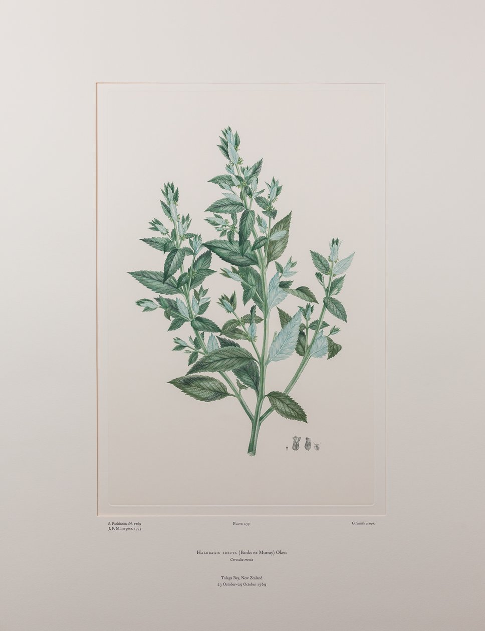 Haloragis erecta (Haloragidaceae) – 439. tábla, Banks