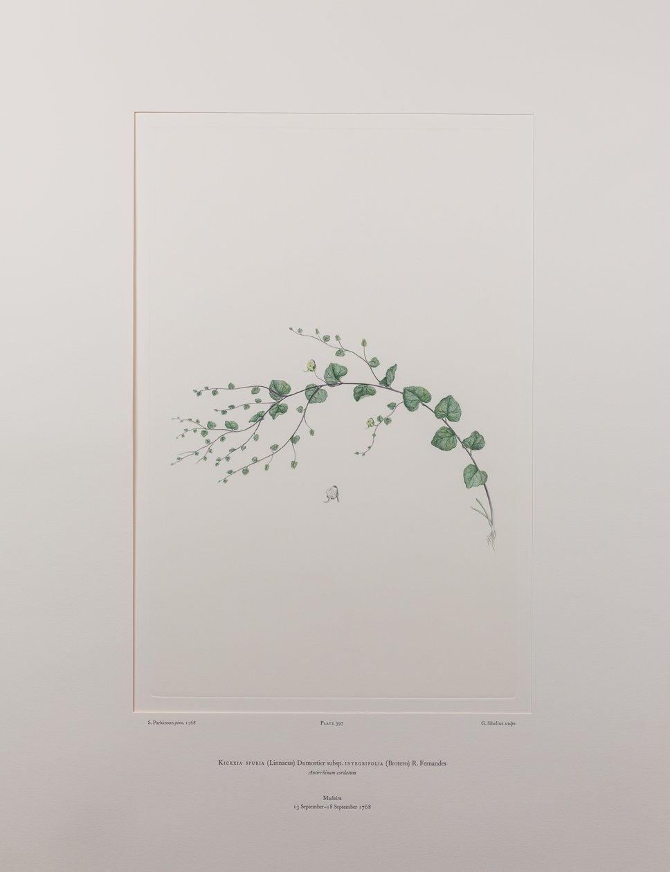 Kicksia spuria subsp. integrifolia (Scrophulariaceae) - 397. tábla, Banks