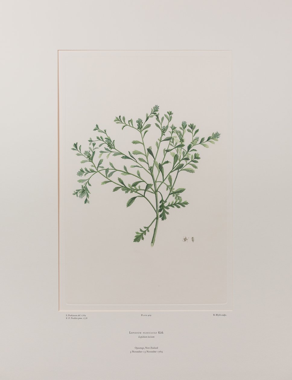 Lepidium flexicaule (Cruciferae) - 409. tábla, Banks
