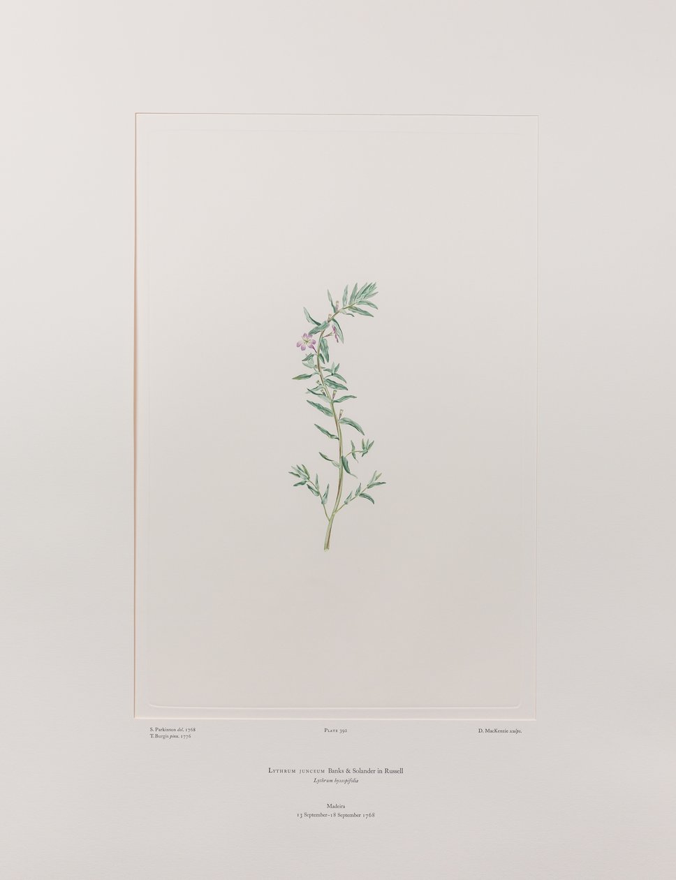 Lythrum junceum (Lythraceae) - 392. tábla, Banks