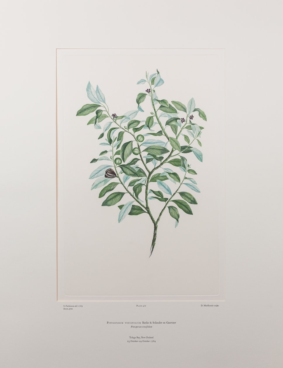 Pittosporum tenuifolium (Pittosporaceae) - 412. tábla, Banks