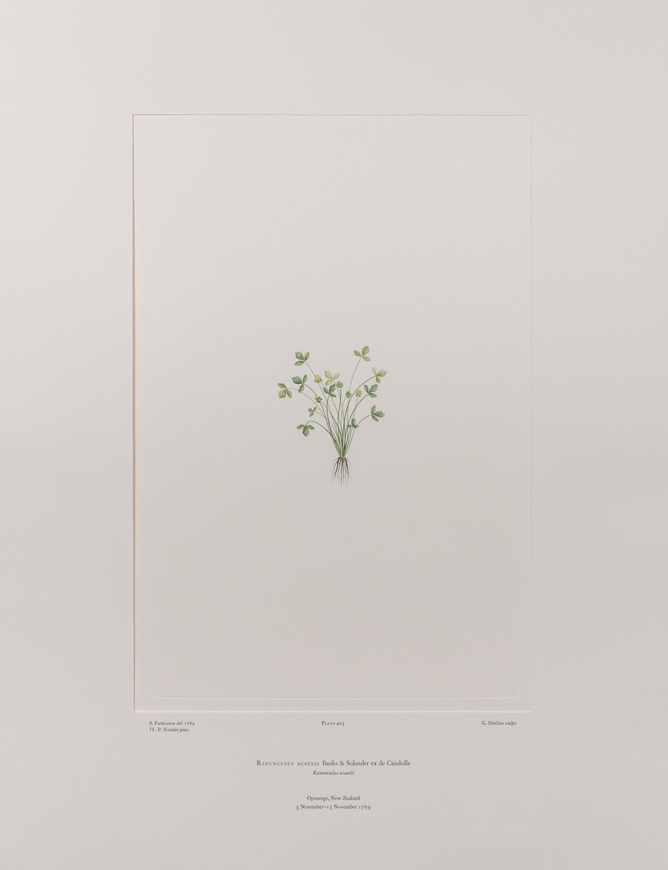 Ranunculus acaulis (Ranunculaceae) - Plate 403, Banks