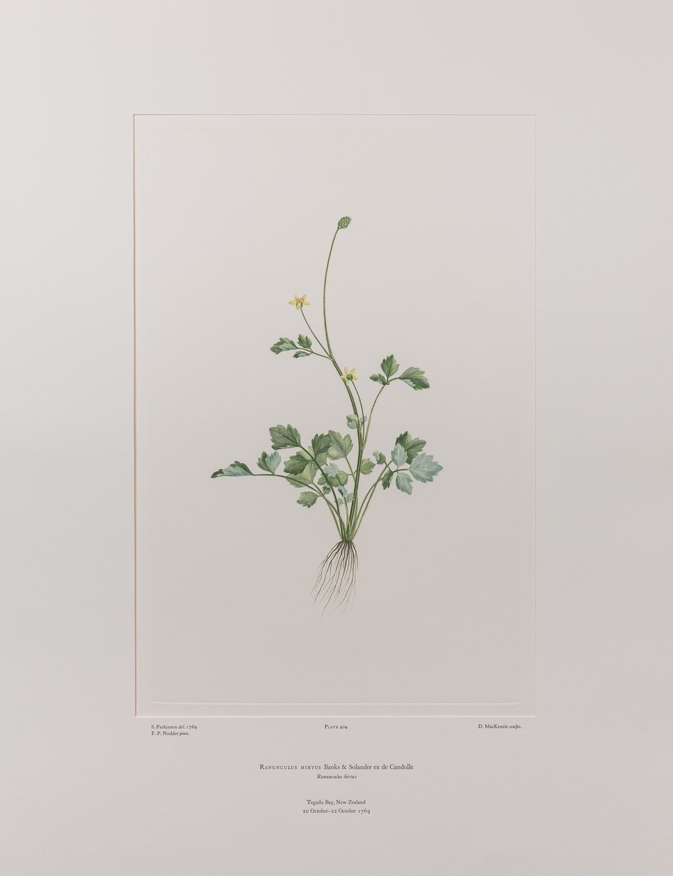 Ranunculus hirtus (Ranunculaceae) - 404. tábla, Banks