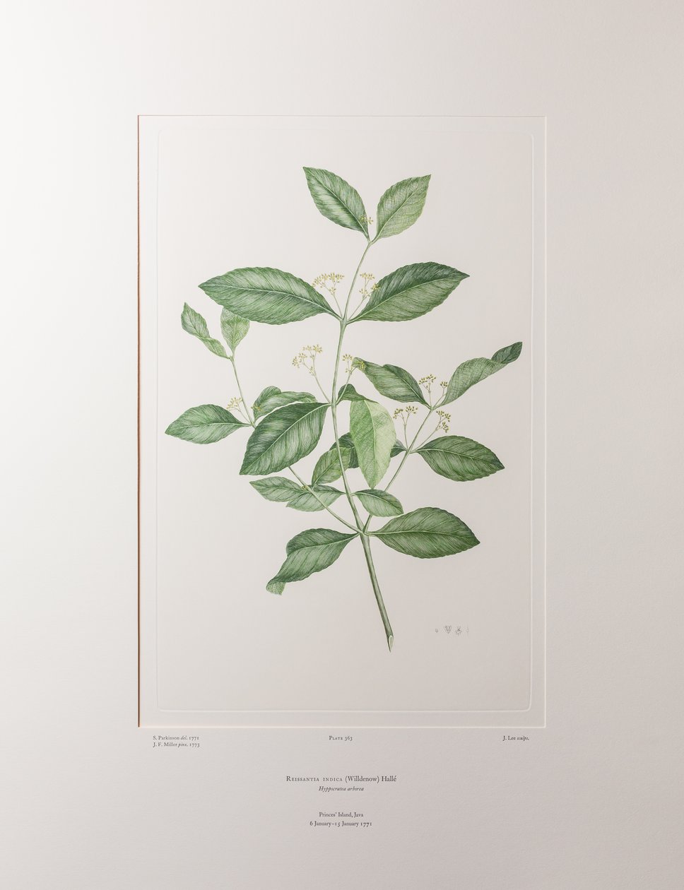Reissantia indica (Celastraceae) - 363. tábla, Banks