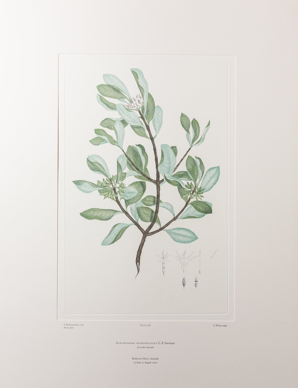Schyphiphora hydrophyllacea (Rubiaceae) – 148. tábla, Banks