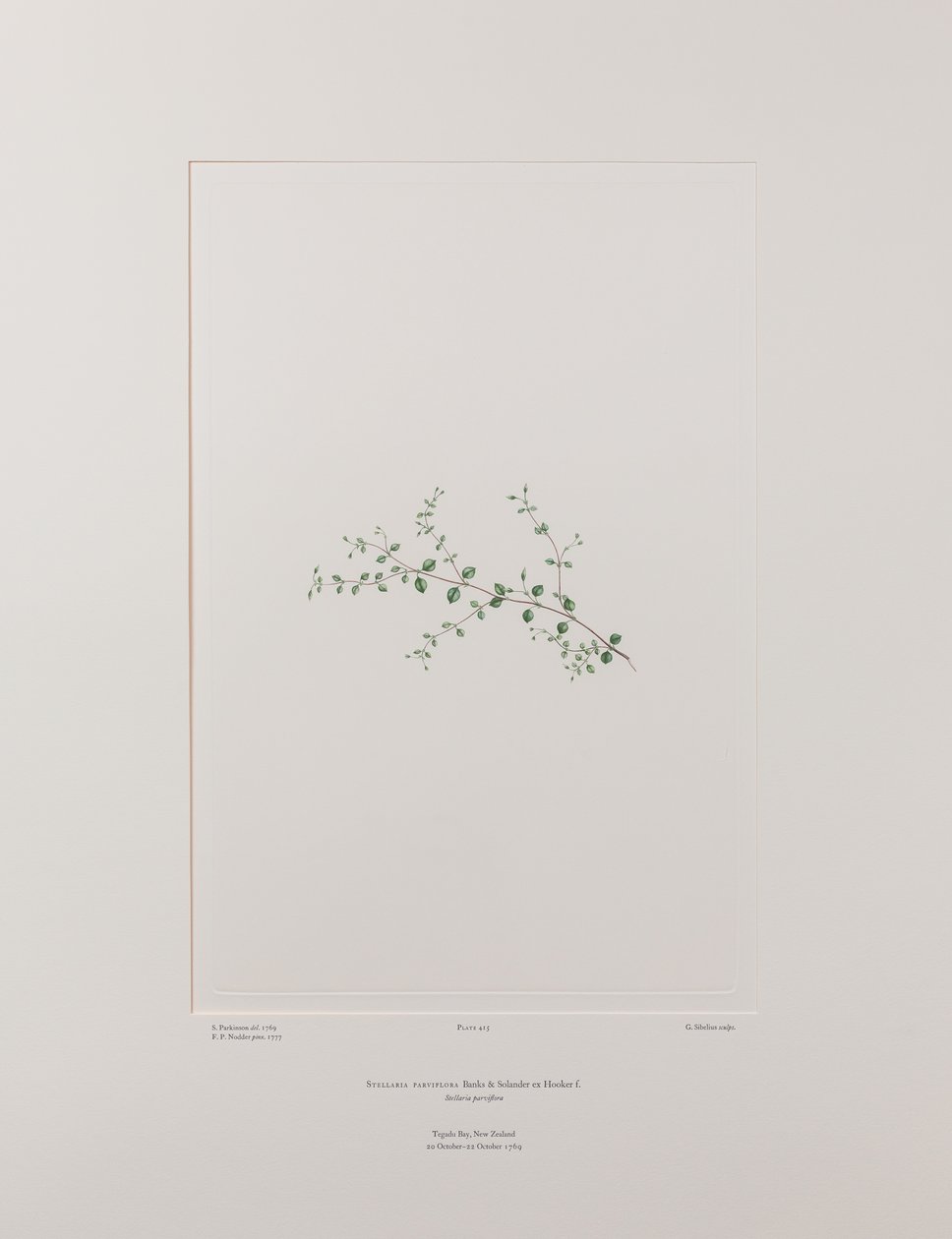 Stellaria parviflora (Caryophyllaceae) – 415. tábla, Banks