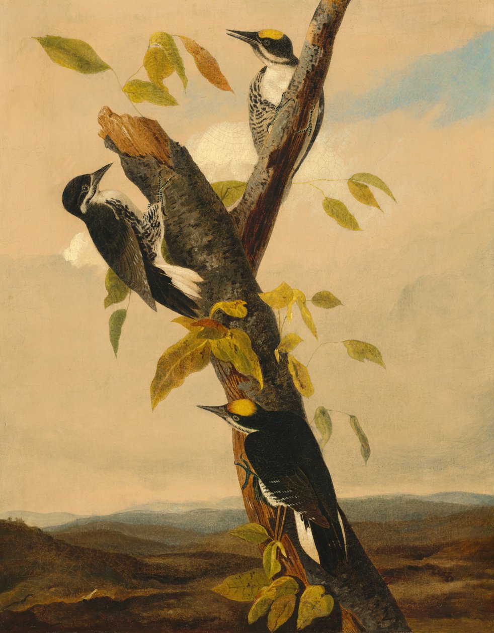 Feketehátú háromujjú harkály, 18311833. alkotó: Joseph Bartholomew Kidd