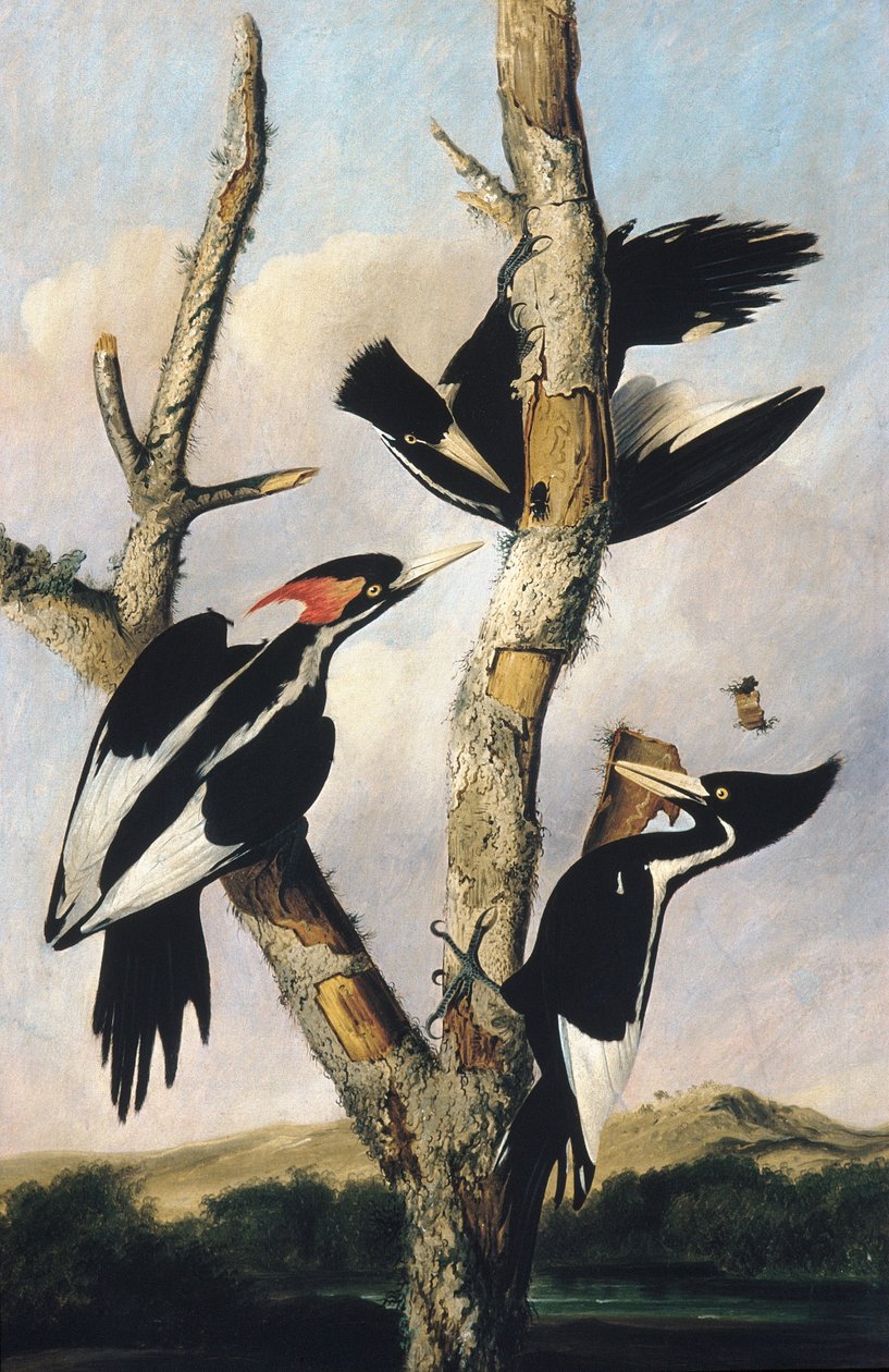 Elefántcsontcsőrű harkályok, 1830-31 körül alkotó: Joseph Bartholomew Kidd