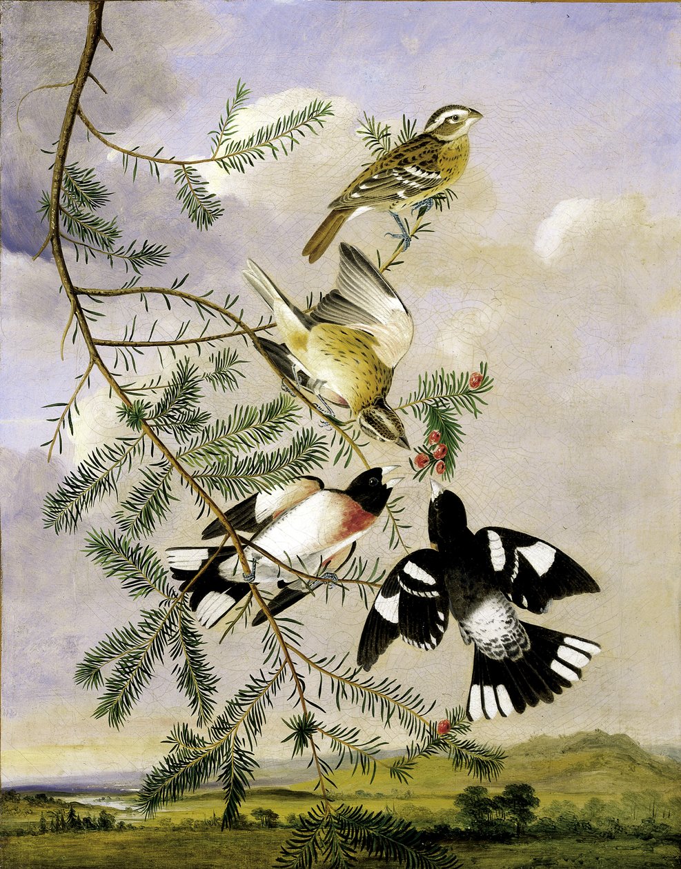 Rózsamellű rózsacsőr, 19. század közepe-vége. alkotó: Joseph Bartholomew Kidd