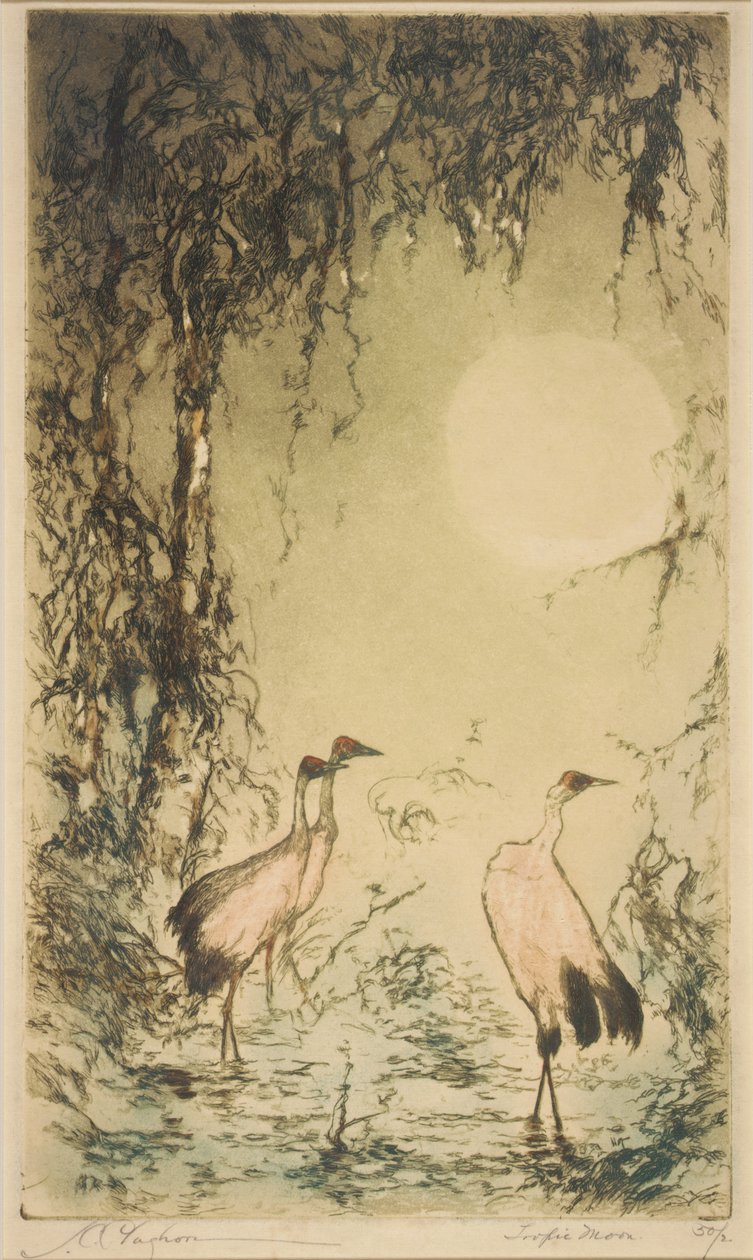 Tropic Moon alkotó: Joseph C. Claghorn