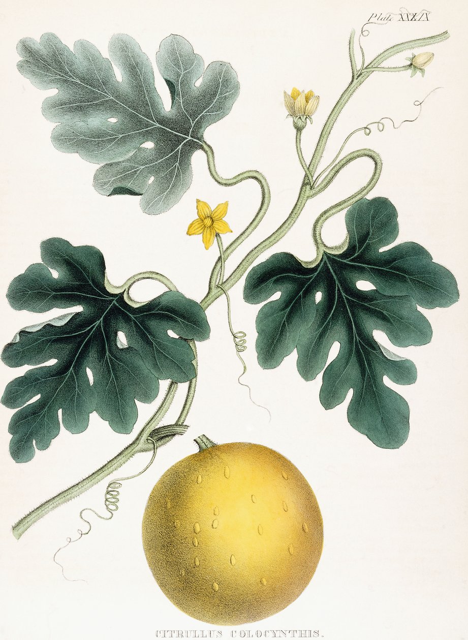 Colocynth, az "Illustrations of Medical Botany: A Materia Medica fontos cikkeit adó növények színes figuráiból áll". J.H. Colen, 1847 alkotó: Joseph Carson