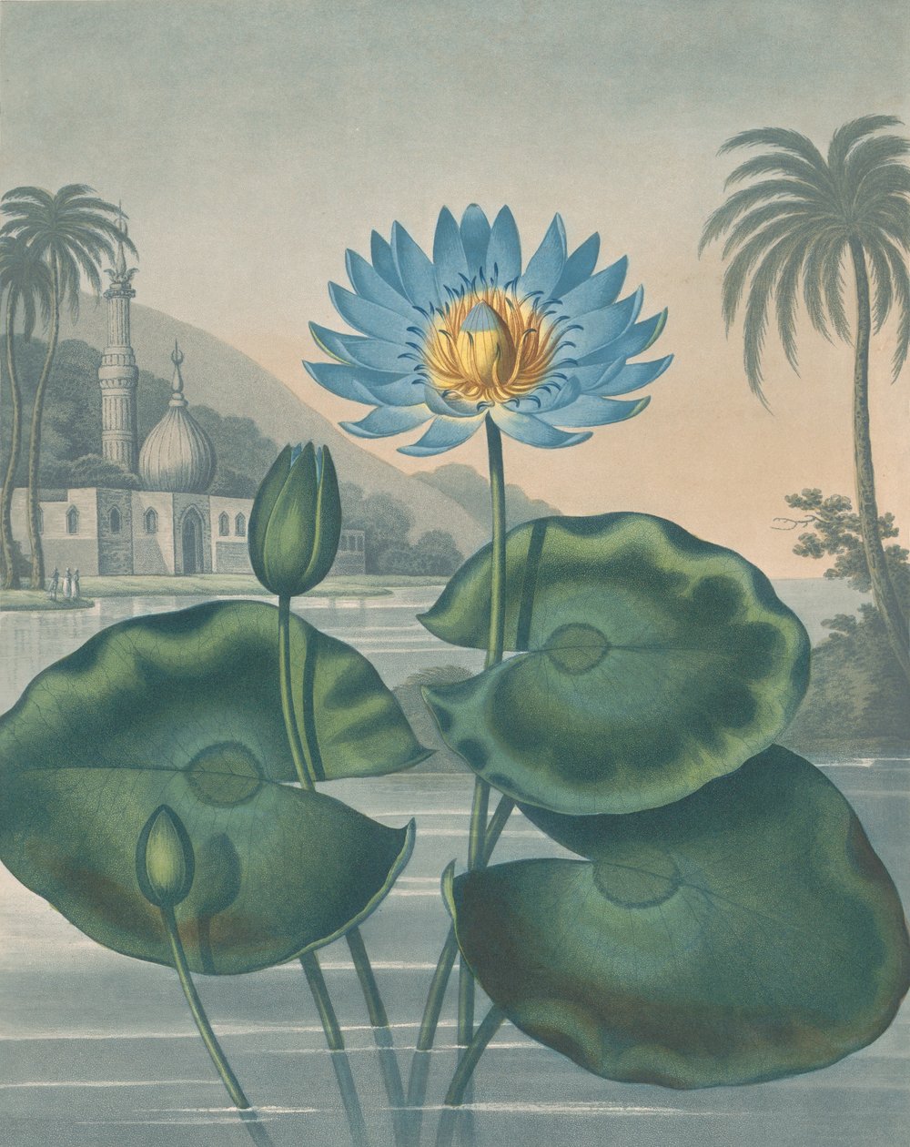 A kék egyiptomi tavirózsa, 1804. szeptember 11. alkotó: Joseph Constantine Stadler