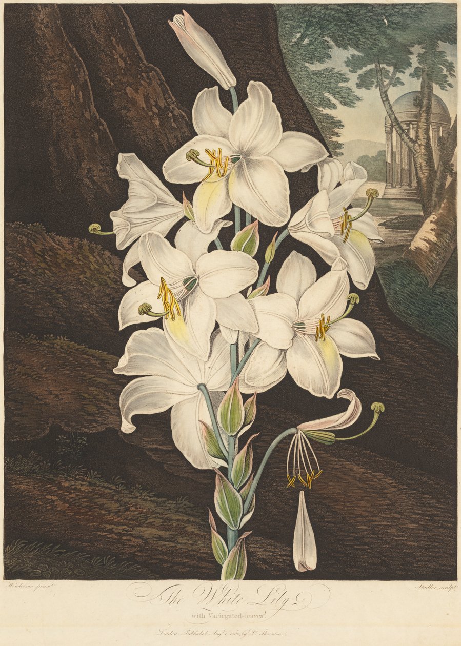 A növényvilág temploma, avagy a természet kertje: Tarka levelű fehér liliom..., 1800. alkotó: Joseph Constantine Stadler