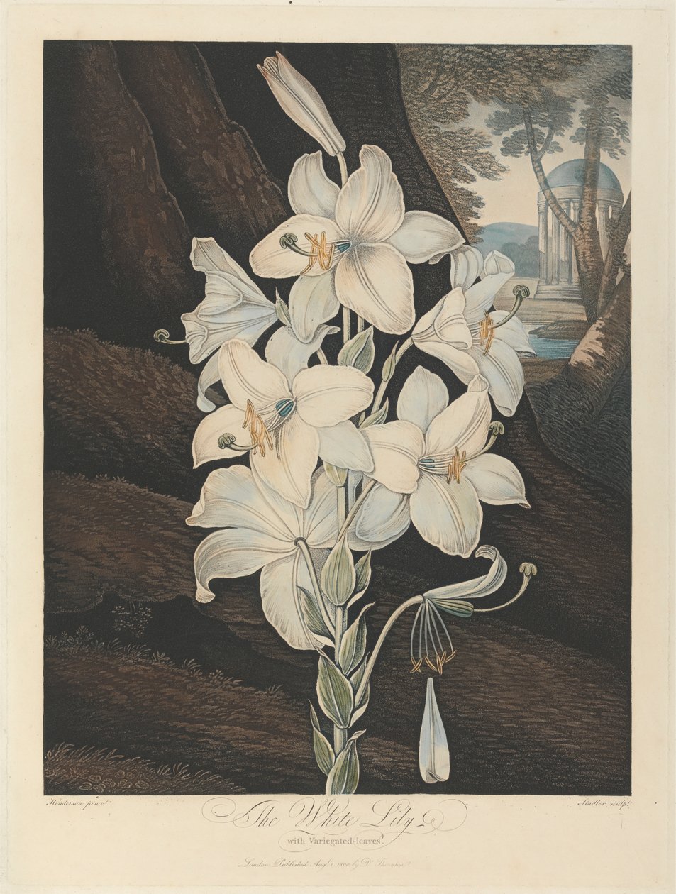 A tarka levelű fehér liliom, 1800, Robert John Thorntontól, a „Flora temploma”, 1799-1812 alkotó: Joseph Constantine Stadler