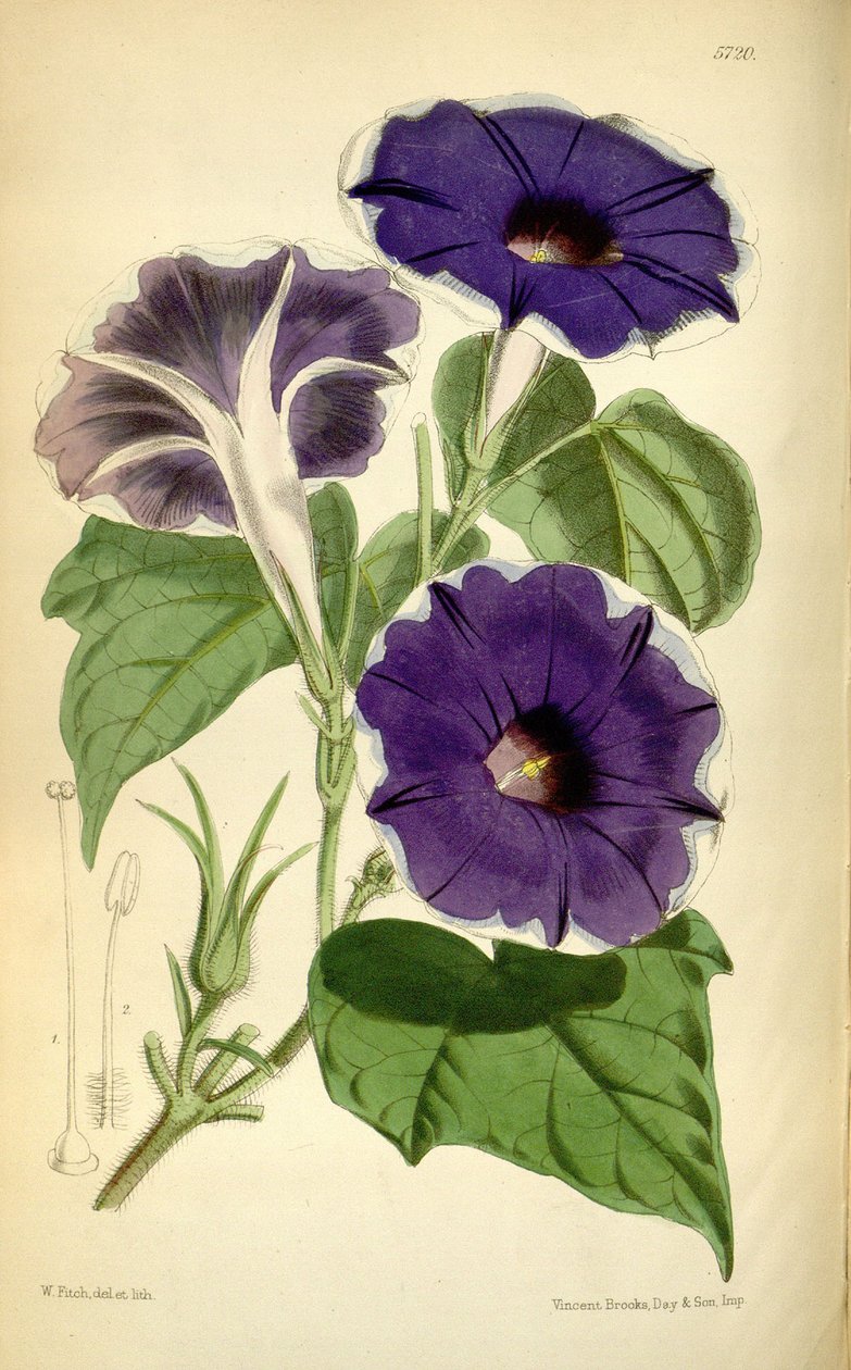 Ipomoea nil, 1868 alkotó: Joseph Dalton Hooker