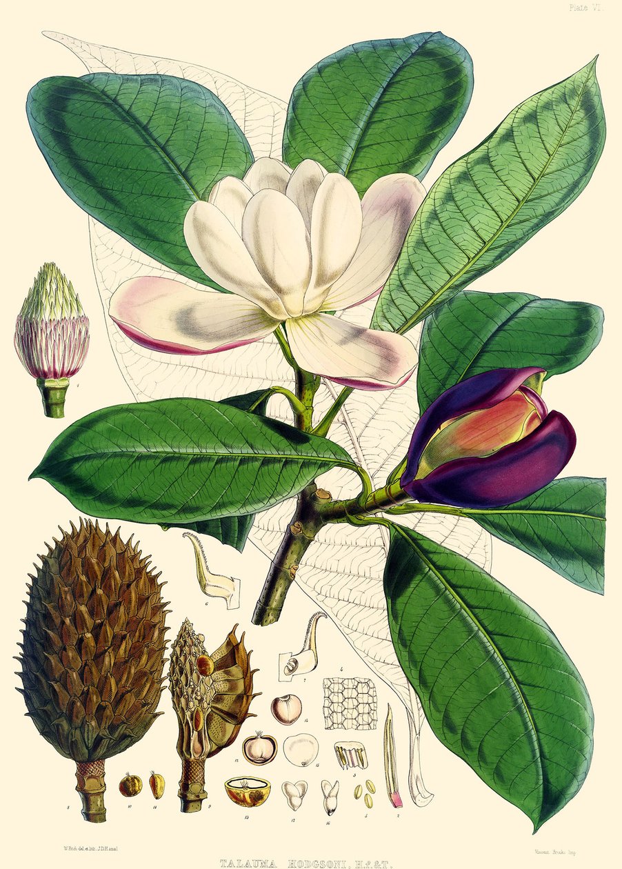 Magnolia hodgsonii, 1855 alkotó: Joseph Dalton Hooker