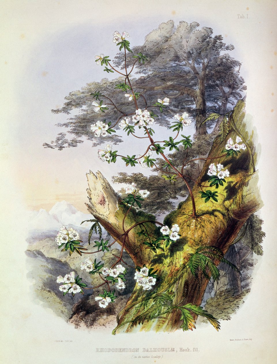 Rhododendron: Dalhousie, rajz a "Rhododendrons of the Sikkim Himalaya"-ból, nyomtatta Reeve Benham und Reeve, 1849-50 (színes litográfia) alkotó: Joseph Dalton Hooker