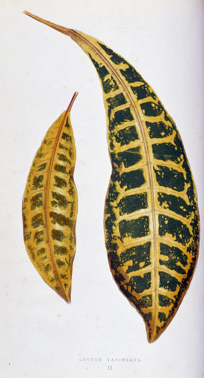 Croton levél variegata. Botanikai tábla „” színben Növények színes lombozattal. A kertek, üvegházak és lakások díszítésére használt legfigyelemreméltóbb fajok gyűjteménye, Edward Joseph Lowe és W. Howard, a Londoni Kertészeti Társaság tagjai. Tran alkotó: Joseph Edward and Howard W Lowe