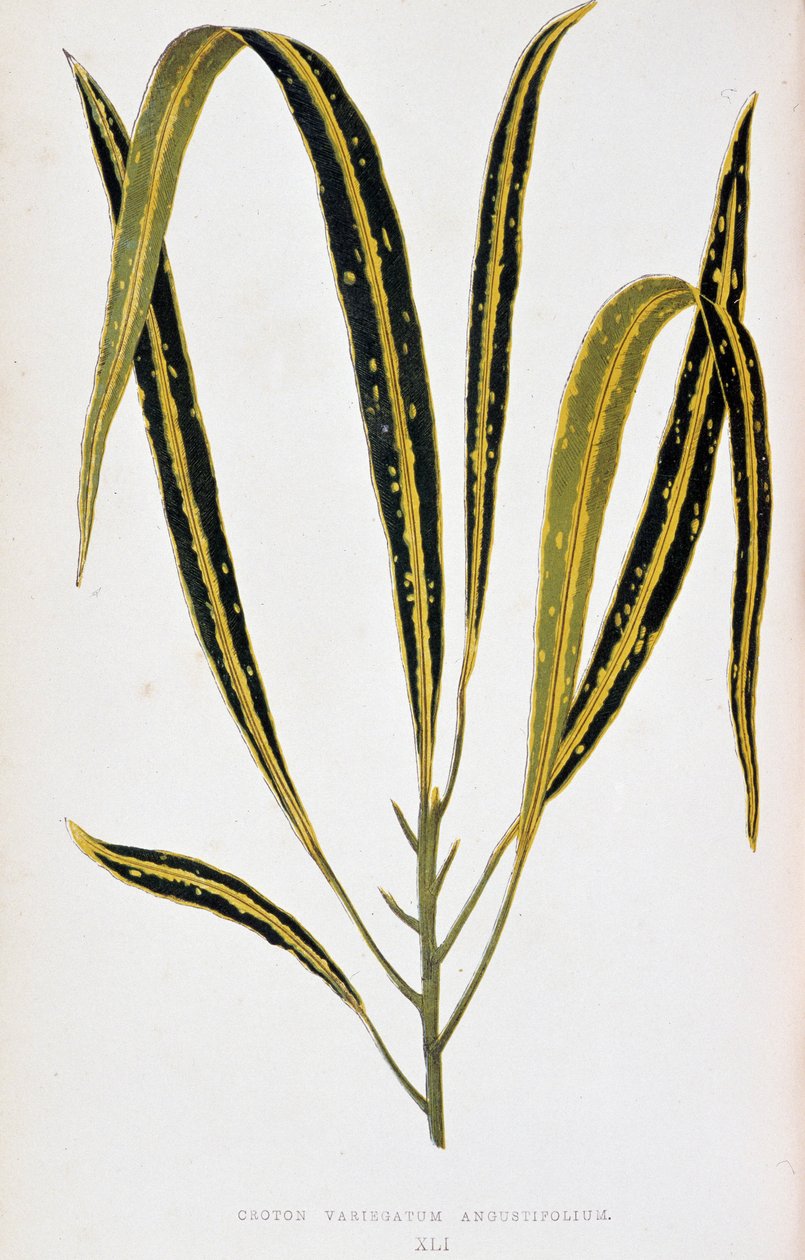 Croton levél variegatum angustifolium. Botanikai tábla „” színben Növények színes lombozattal. A kertek, üvegházak és lakások díszítésére használt legfigyelemreméltóbb fajok gyűjteménye Edward Joseph Lowe és W. Howard, a London Horticultur tagjai által alkotó: Joseph Edward and Howard W Lowe