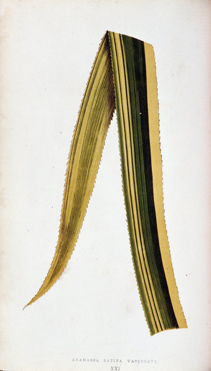 Az Ananassa Sativa Variegata levele. Botanikai deszka a "" színben A színes lombozatú növények. alkotó: Joseph Edward and Howard W Lowe