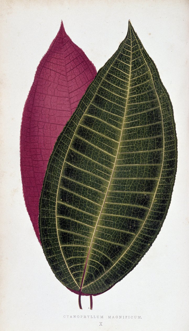 A Cyanophyllum Magnificum levele. Botanikai tábla „” színben Növények színes lombozattal. alkotó: Joseph Edward and Howard W Lowe
