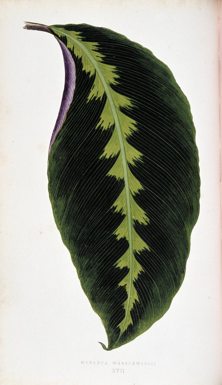 Maranta levél warscewiczii. Botanikai tábla „” színben Növények színes lombozattal. alkotó: Joseph Edward and Howard W Lowe