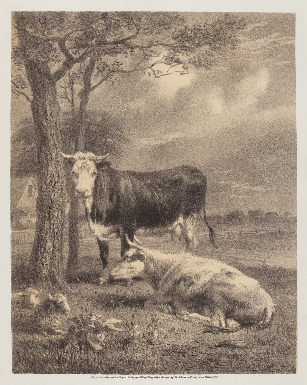 Kérődző szarvasmarha alkotó: Joseph Foxcroft Cole