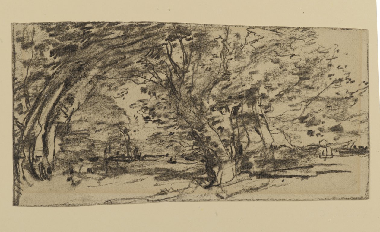 Study of Trees, 1870 (grafit papíron) alkotó: Joseph Frank Currier