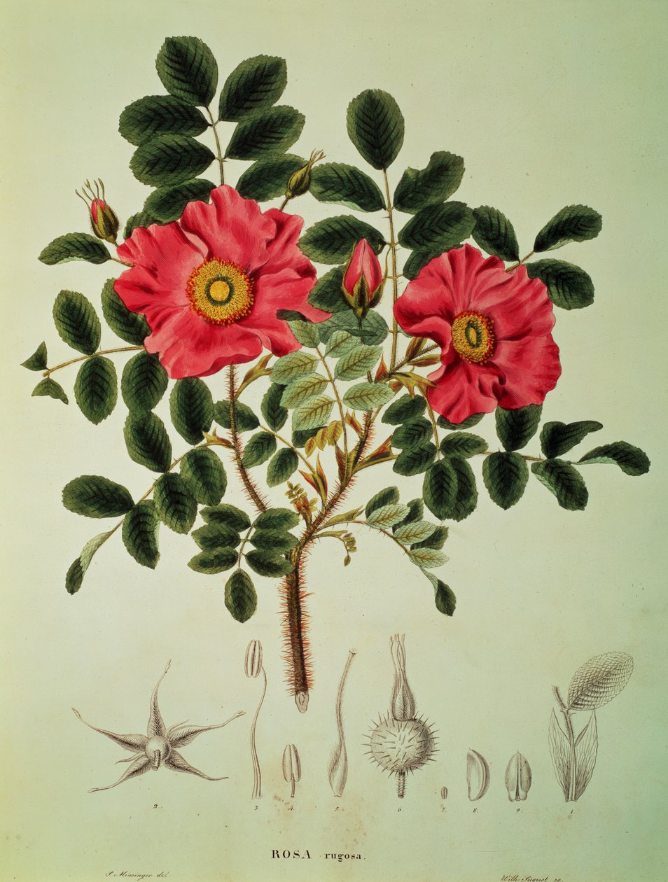 Rosa rugosa, a "Flora Japonica", 1. kötet, von Siebold és Zuccarini által összeállított kötetből. alkotó: Joseph Gerhard Zuccarini