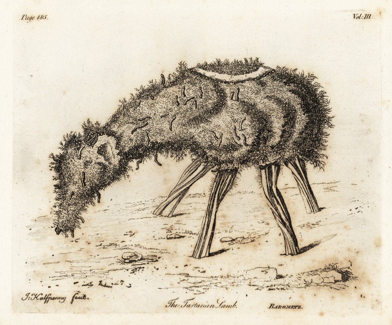 A tatári növényi bárány. alkotó: Joseph Halfpenny