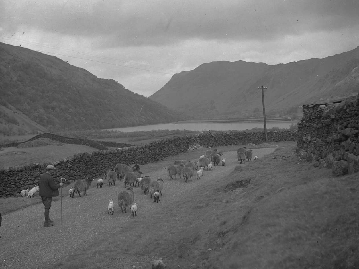 Egy gazda juhnyájat és bárányokat terel egy út mentén, a háttérben tó és a hegyek. alkotó: Joseph Hardman