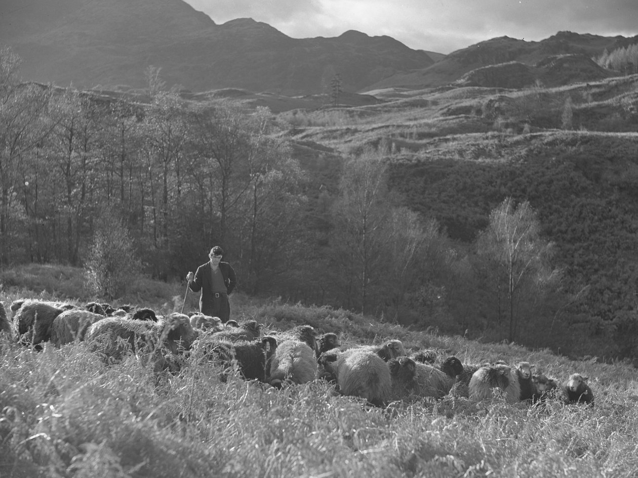 Egy gazda áll és nézi a birkanyájat, a háttérben a hegyek. alkotó: Joseph Hardman