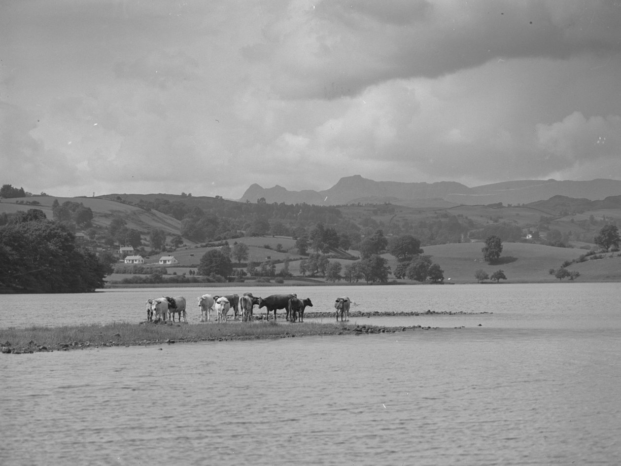 Egy csapat tehén áll az Esthwaite Water homokpadján alkotó: Joseph Hardman